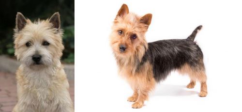Cairn Terrier vs Australian Terrier