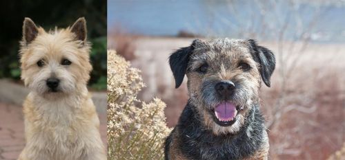 Cairn Terrier vs Border Terrier - Breed Comparison