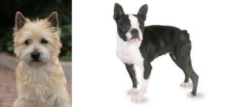 Cairn Terrier vs Boston Terrier - Breed Comparison