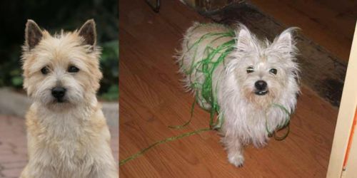 Cairn Terrier vs Cairland Terrier - Breed Comparison