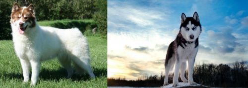 Canadian Eskimo Dog vs Alaskan Husky - Breed Comparison