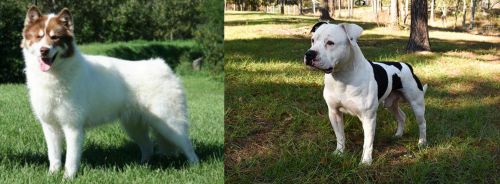 Canadian Eskimo Dog vs American Bulldog - Breed Comparison