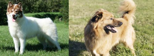Canadian Eskimo Dog vs Basque Shepherd
