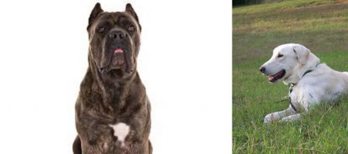 Cane Corso vs Akbash Dog - Breed Comparison