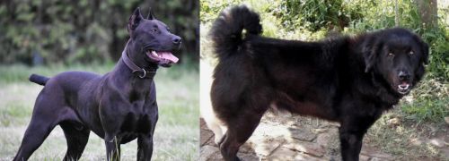 Canis Panther vs Bakharwal Dog - Breed Comparison