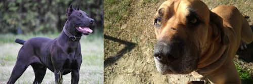 Canis Panther vs Cabecudo Boiadeiro - Breed Comparison