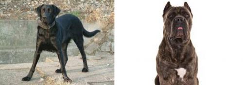 Cao de Castro Laboreiro vs Cane Corso - Breed Comparison