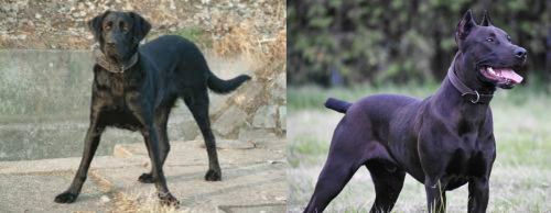Cao de Castro Laboreiro vs Canis Panther - Breed Comparison