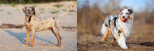 Catahoula Cur vs Australian Shepherd