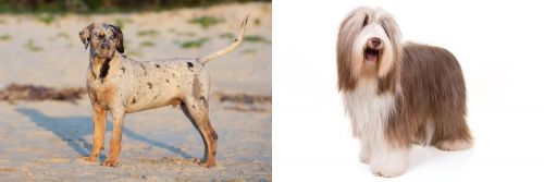 Catahoula Cur vs Bearded Collie - Breed Comparison