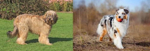 Catalan Sheepdog vs Australian Shepherd - Breed Comparison
