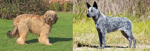 Catalan Sheepdog vs Australian Stumpy Tail Cattle Dog