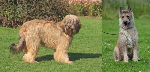 Catalan Sheepdog vs Belgian Shepherd Dog (Laekenois)