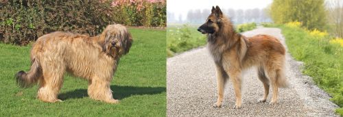 Catalan Sheepdog vs Belgian Shepherd Dog (Tervuren) - Breed Comparison