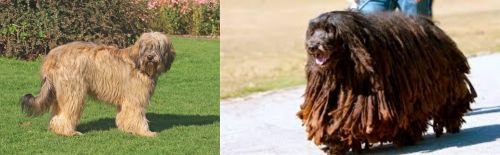 Catalan Sheepdog vs Bergamasco - Breed Comparison