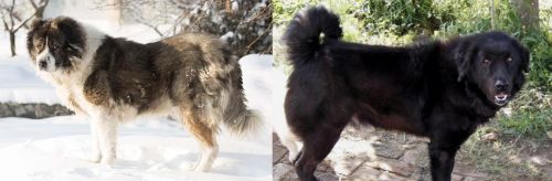 Caucasian Shepherd vs Bakharwal Dog - Breed Comparison