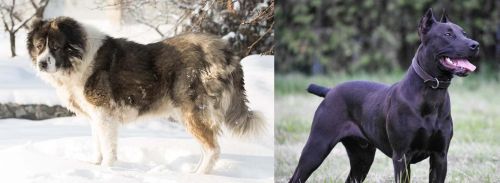 Caucasian Shepherd vs Canis Panther - Breed Comparison