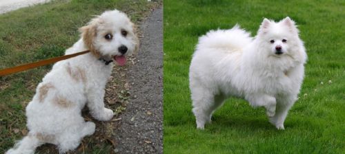 Cavachon vs American Eskimo Dog - Breed Comparison