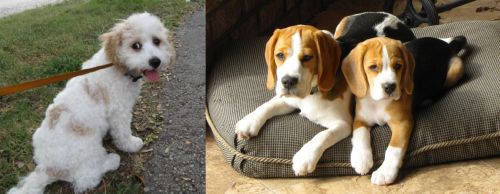 Cavachon vs Beagle - Breed Comparison