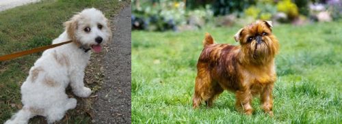 Cavachon vs Belgian Griffon - Breed Comparison