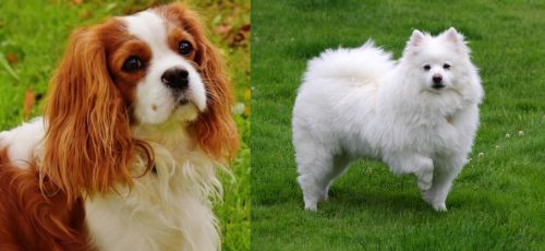 Cavalier King Charles Spaniel vs American Eskimo Dog - Breed Comparison