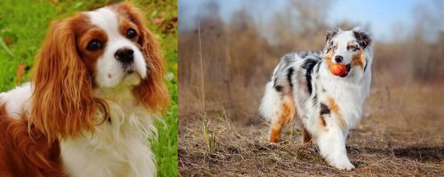 prik Rodet Let at forstå Cavalier King Charles Spaniel vs Australian Shepherd - Breed Comparison
