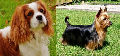 Cavalier King Charles Spaniel vs Australian Silky Terrier - Breed Comparison