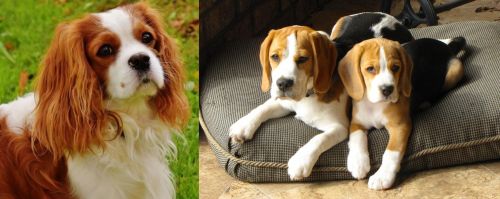 Cavalier King Charles Spaniel vs Beagle - Breed Comparison