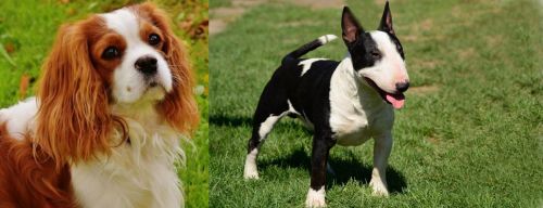 Cavalier King Charles Spaniel vs Bull Terrier Miniature - Breed Comparison
