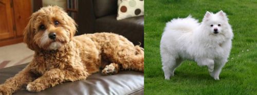 Cavapoo vs American Eskimo Dog - Breed Comparison
