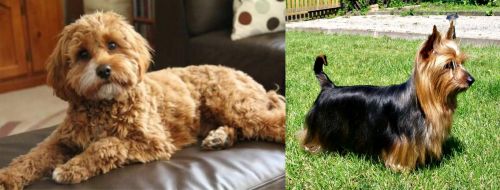 Cavapoo vs Australian Silky Terrier - Breed Comparison