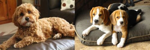 Cavapoo vs Beagle - Breed Comparison