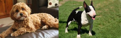 Cavapoo vs Bull Terrier Miniature - Breed Comparison
