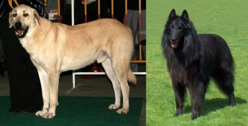 Central Anatolian Shepherd vs Belgian Shepherd Dog (Groenendael)