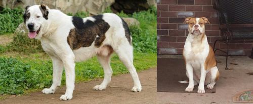Central Asian Shepherd vs Alapaha Blue Blood Bulldog - Breed Comparison