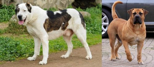 Central Asian Shepherd vs Boerboel - Breed Comparison