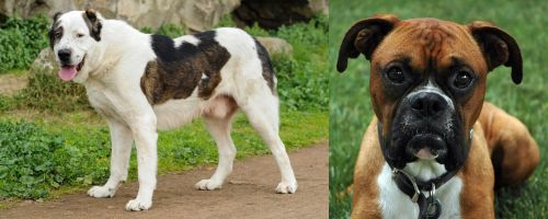 Central Asian Shepherd vs Boxer - Breed Comparison