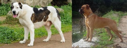 Central Asian Shepherd vs Bullmastiff - Breed Comparison