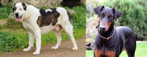 Central Asian Shepherd vs Doberman Pinscher - Breed Comparison