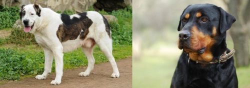 Central Asian Shepherd vs Rottweiler - Breed Comparison