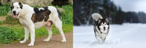 Central Asian Shepherd vs Siberian Husky - Breed Comparison