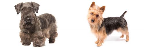 Cesky Terrier vs Australian Terrier - Breed Comparison