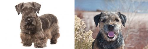 Cesky Terrier vs Border Terrier - Breed Comparison