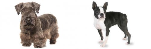 Cesky Terrier vs Boston Terrier