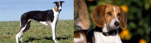 Chart Polski vs American Foxhound - Breed Comparison