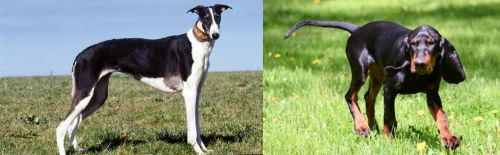 Chart Polski vs Black and Tan Coonhound - Breed Comparison