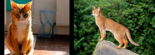 Chausie vs Abyssinian - Breed Comparison