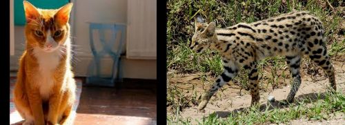 Chausie vs African Serval - Breed Comparison