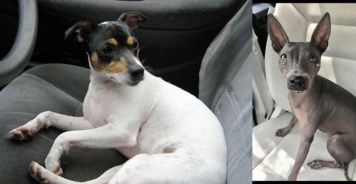 Chilean Fox Terrier vs American Hairless Terrier - Breed Comparison