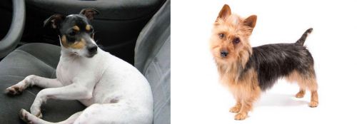 Chilean Fox Terrier vs Australian Terrier - Breed Comparison